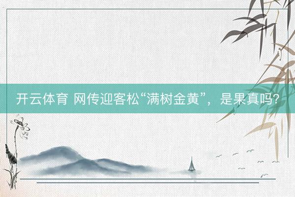 开云体育 网传迎客松“满树金黄”,是果真吗?